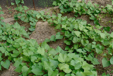 How To Plant Sweet Potatoes Plants