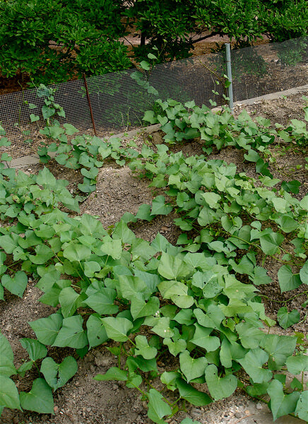 How To Plant Sweet Potatoes Plants