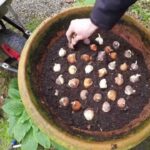 How To Plant Tulip Bulbs In Containers