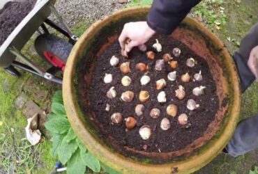 How To Plant Tulip Bulbs In Containers