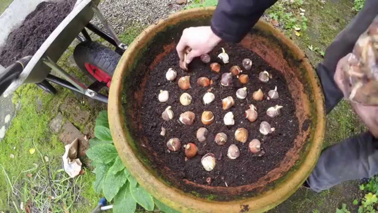 How To Plant Tulip Bulbs In Containers