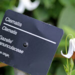 How To Pronounce Latin Names Of Plants