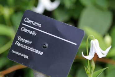 How To Pronounce Latin Names Of Plants