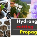 How To Propagate Hydrangeas From Cuttings