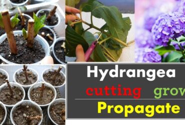 How To Propagate Hydrangeas From Cuttings