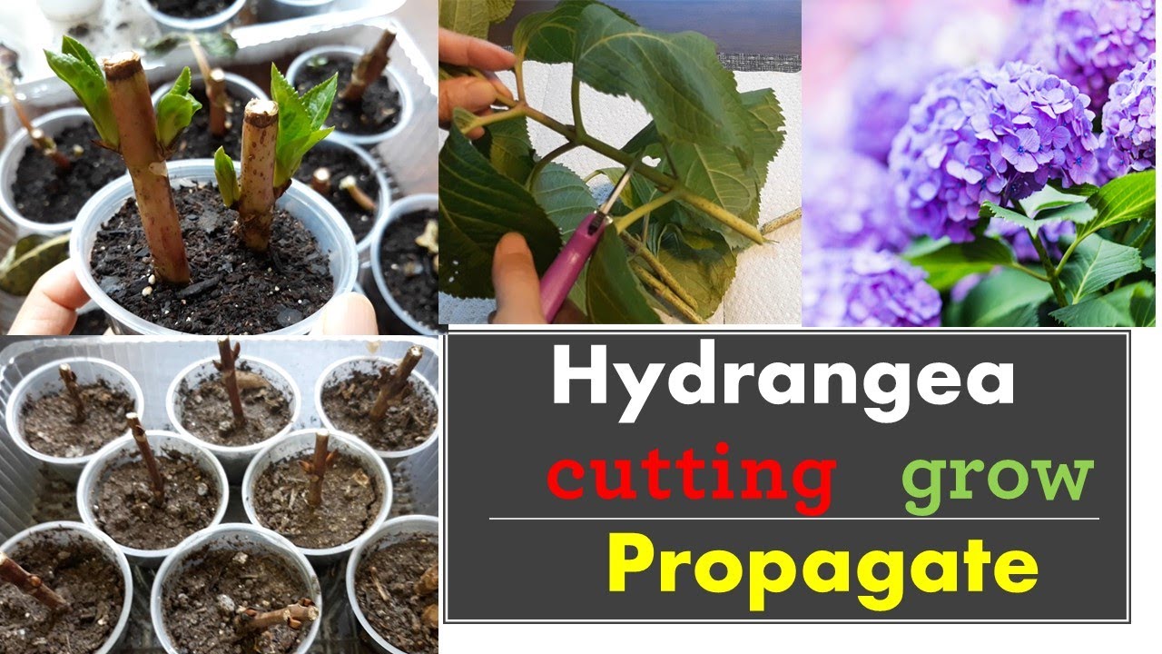 How To Propagate Hydrangeas From Cuttings