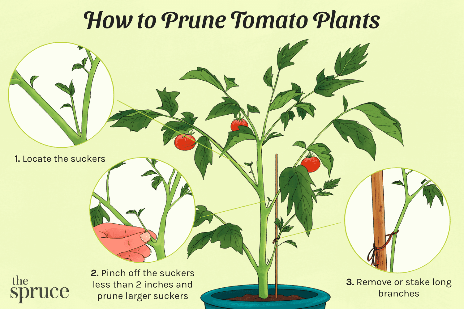 How To Trim The Tomato Plant: Essential Pruning Tips