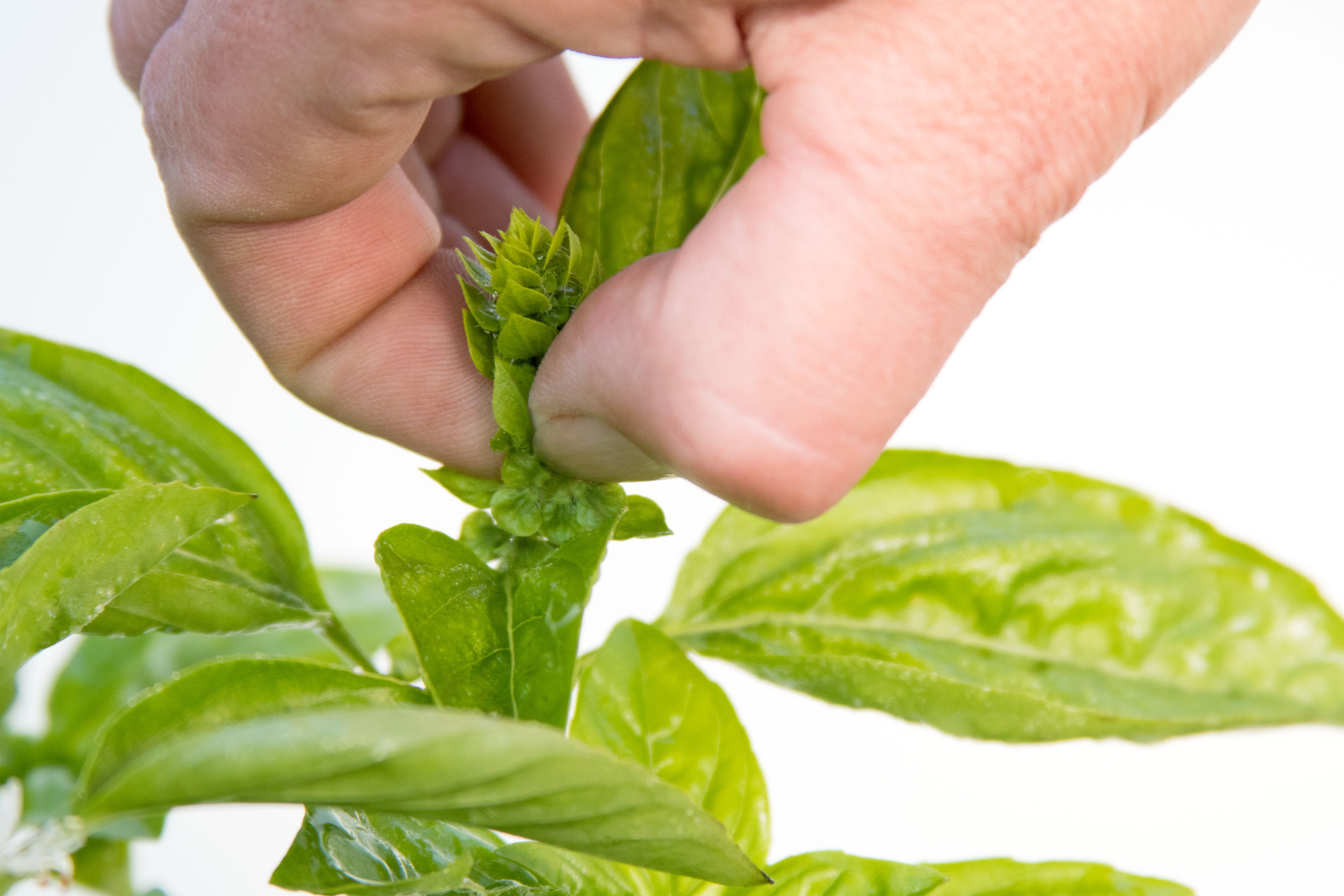 How To Trim A Basil Plant: Essential Pruning Tips