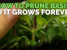 How To Prune Basil Plants