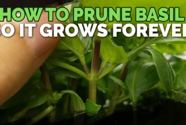 How To Prune Basil Plants