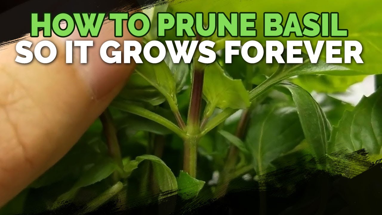 How To Prune Basil Plants
