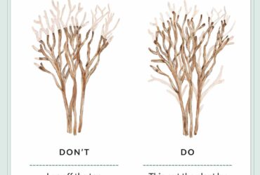 How To Prune Crepe Myrtle Trees