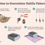 How To Store Dahlia Bulbs For The Winter