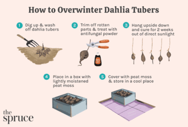 How To Store Dahlia Bulbs For The Winter