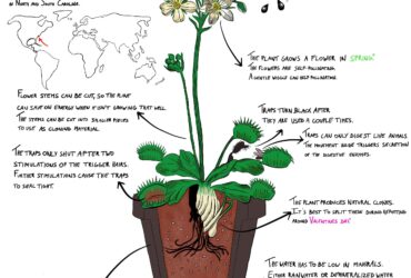 How To Take Care For Venus Fly Trap Plants