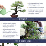 How To Take Care Of A Bonsai Tree Indoors