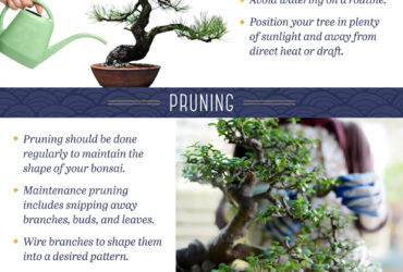 How To Take Care Of A Bonsai Tree Indoors