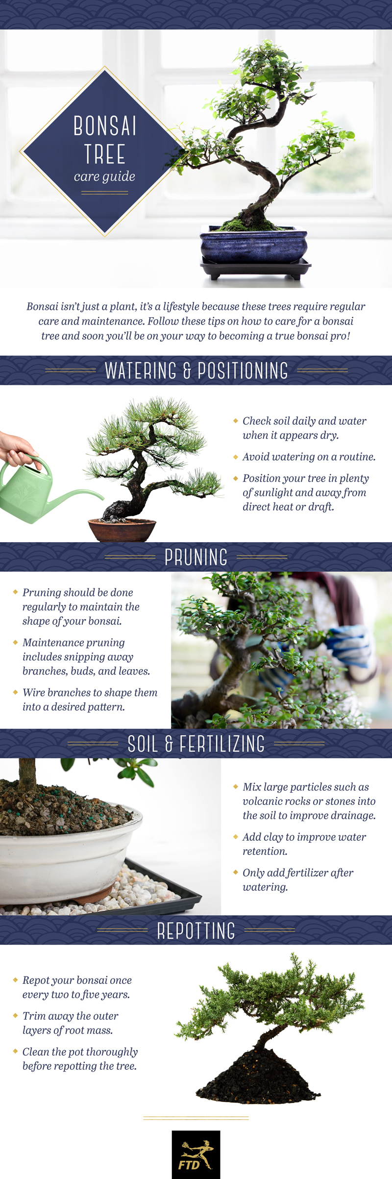 How To Take Care Of A Bonsai Tree Indoors