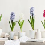 How To Take Care Of A Hyacinth Indoor Plant