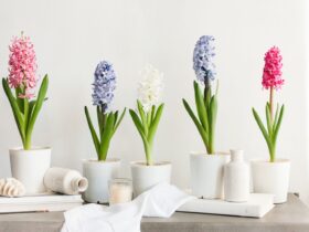 How To Take Care Of A Hyacinth Indoor Plant