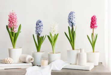 How To Take Care Of A Hyacinth Indoor Plant