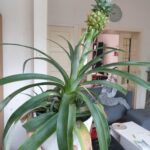 How To Take Care Of A Pineapple Plant