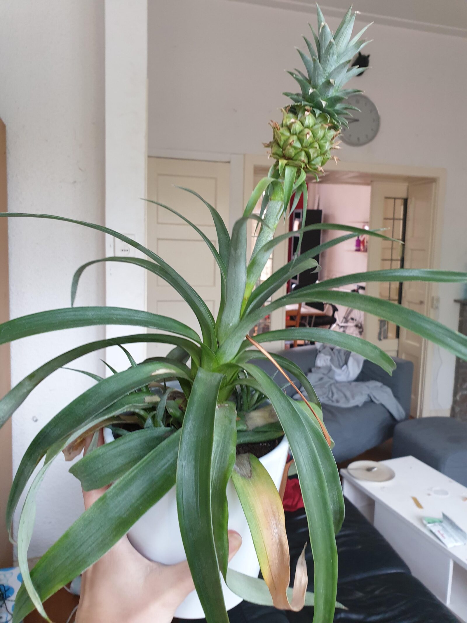 How To Take Care Of A Pineapple Plant