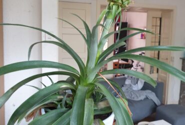 How To Take Care Of A Pineapple Plant