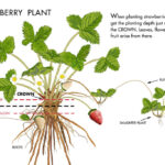 How To Take Care Of A Strawberry Plant