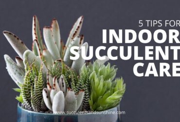 How To Take Care Of A Succulent Plant