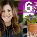How To Take Care Of African Violets