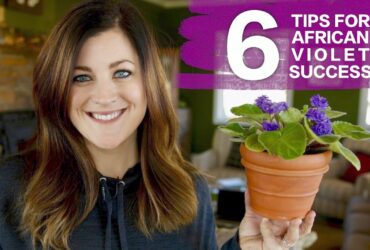 How To Take Care Of African Violets