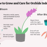 How To Take Care Of An Orchid Plant
