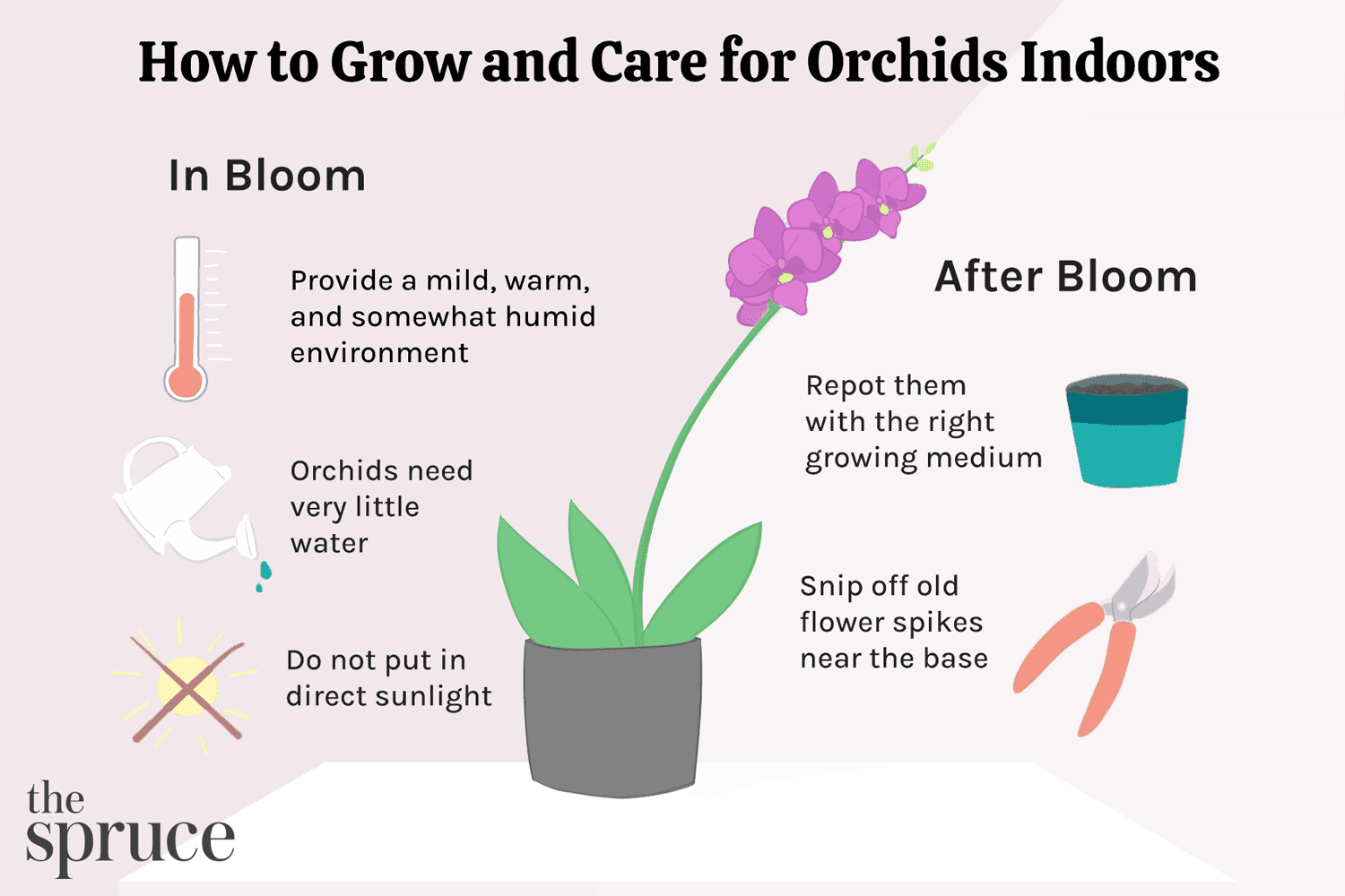 How To Take Care Of Indoor Orchid Plants