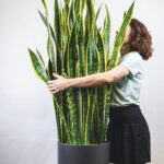 How To Take Care Of Snake Plants (Mother In Law'S Tongue)