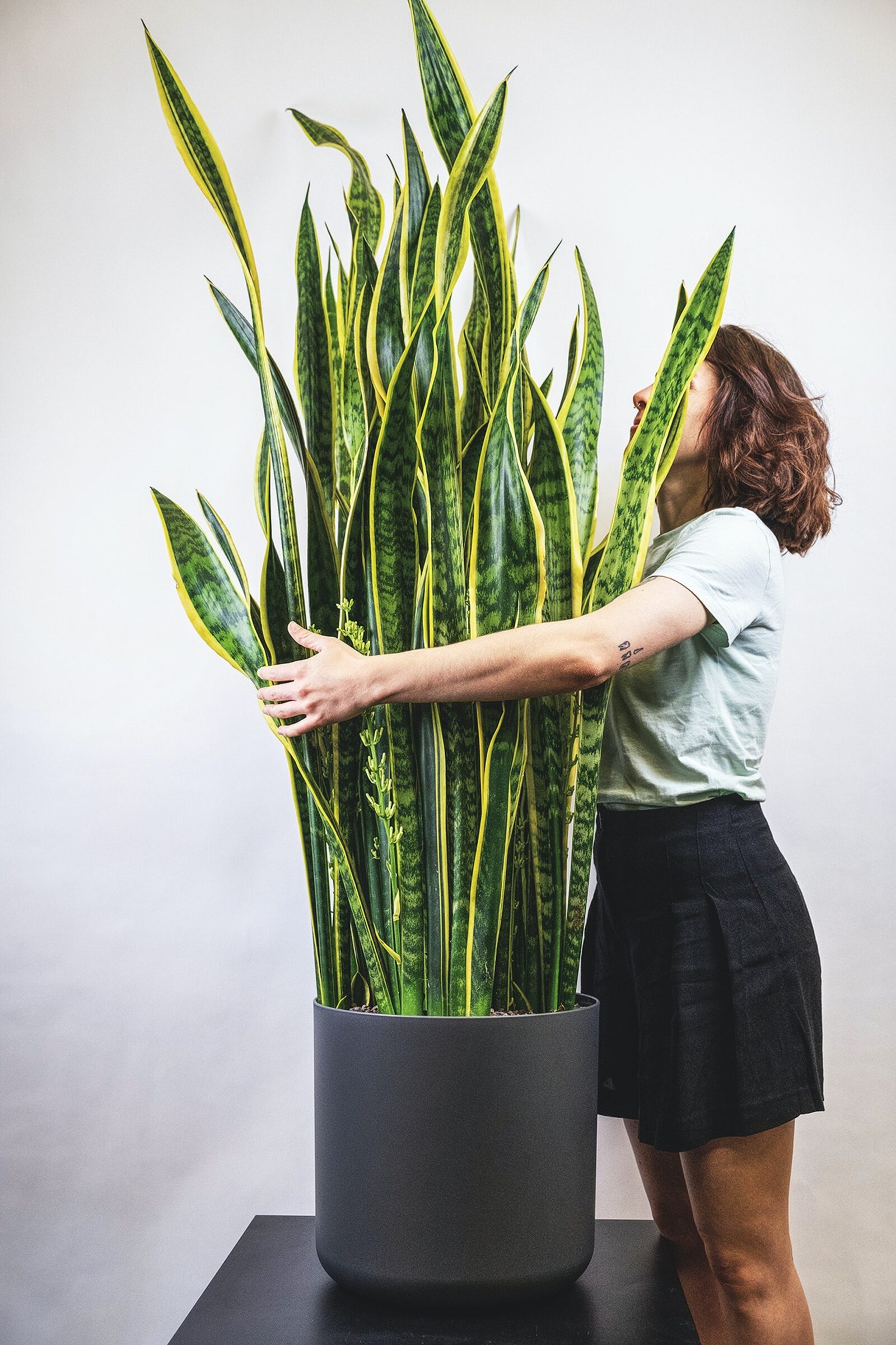 How To Take Care Of Snake Plants (Mother In Law'S Tongue)