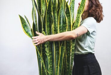 How To Take Care Of Snake Plants (Mother In Law'S Tongue)