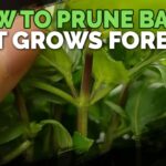 How To Trim A Basil Plant