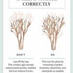 How To Trim A Crape Myrtle Tree