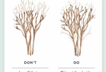 How To Trim A Crape Myrtle Tree