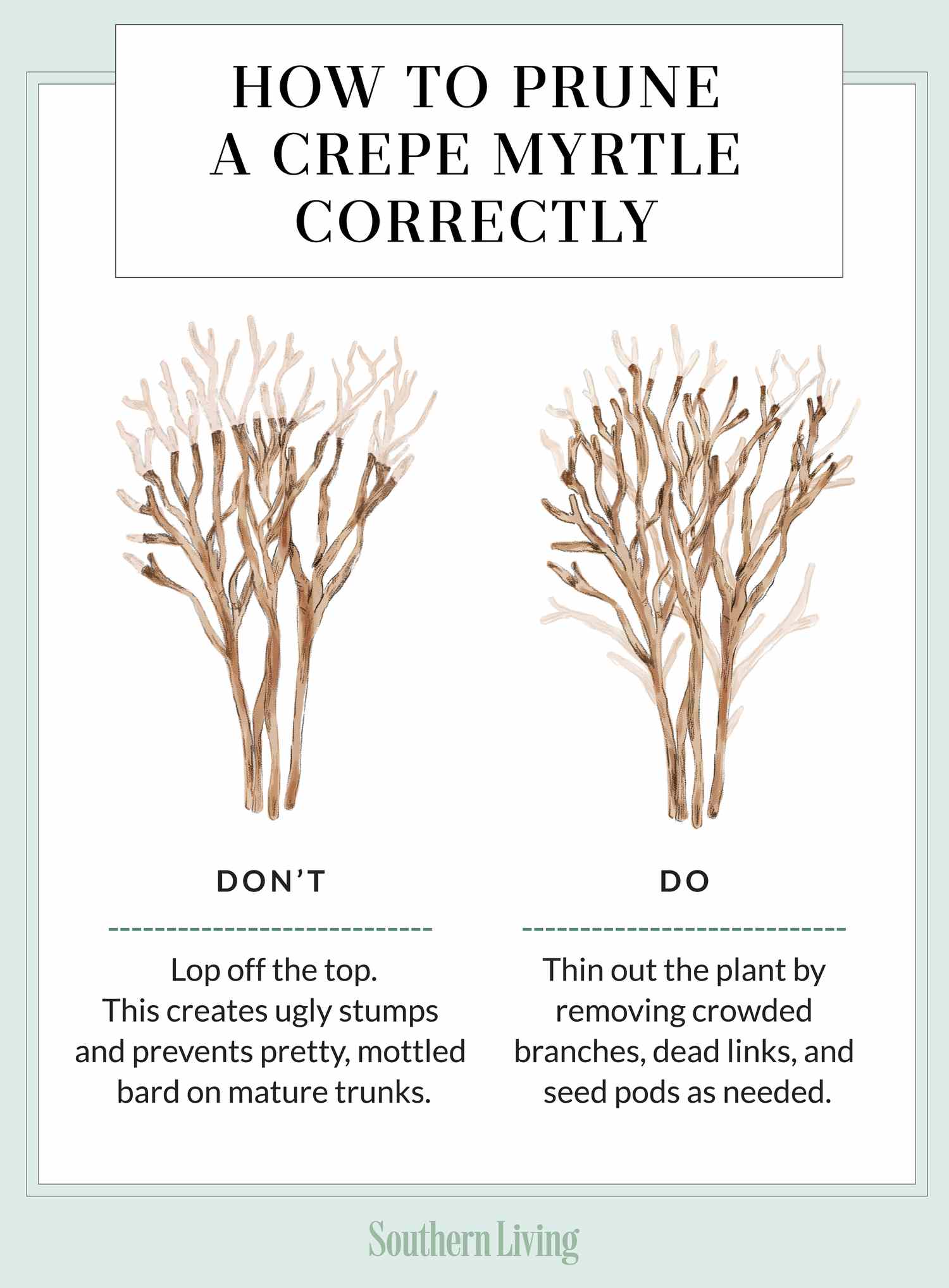How To Trim A Crape Myrtle Tree
