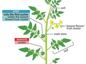 How To Trim The Tomato Plant