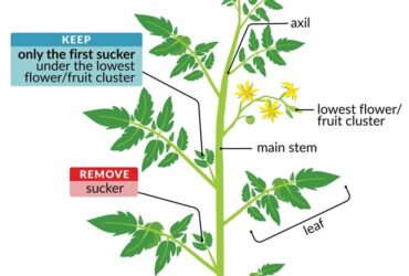 How To Trim The Tomato Plant