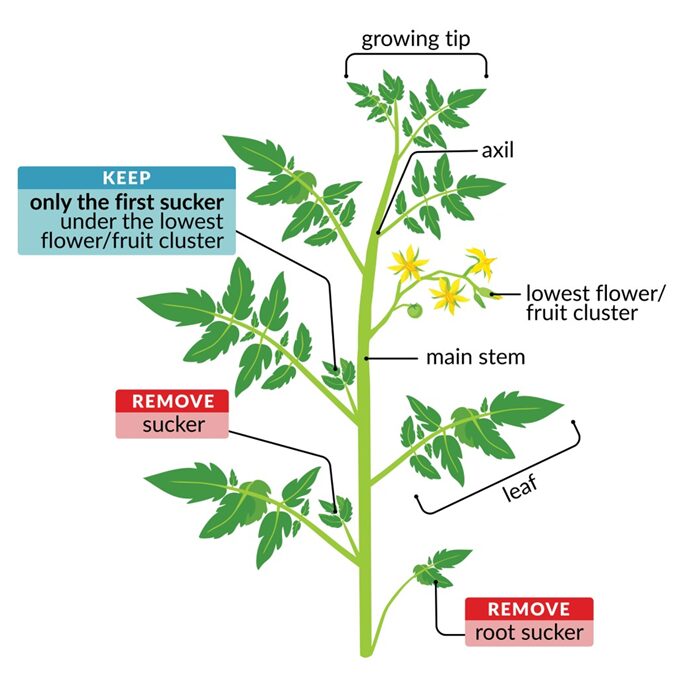 How To Trim The Tomato Plant