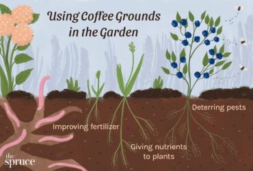 How To Use Coffee Grounds For Plants