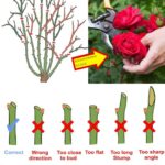 How &Amp; When To Prune Roses