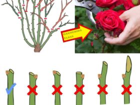 How &Amp; When To Prune Roses