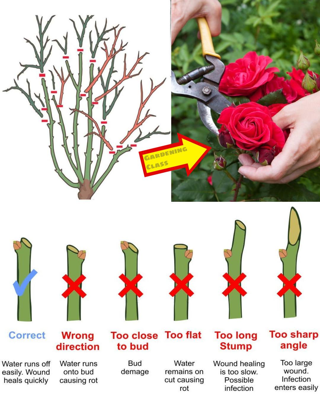 How &Amp; When To Prune Roses