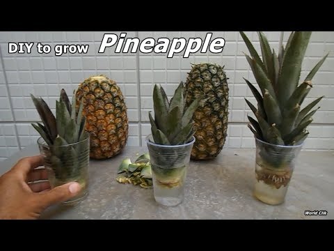 How To Grow A Pineapple Plant From A Pineapple: Easy Steps!