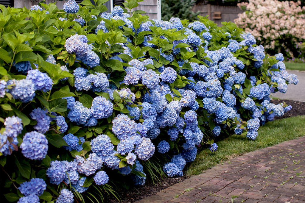 Where Is The Best Place To Plant A Hydrangea?: Top Spots Revealed!